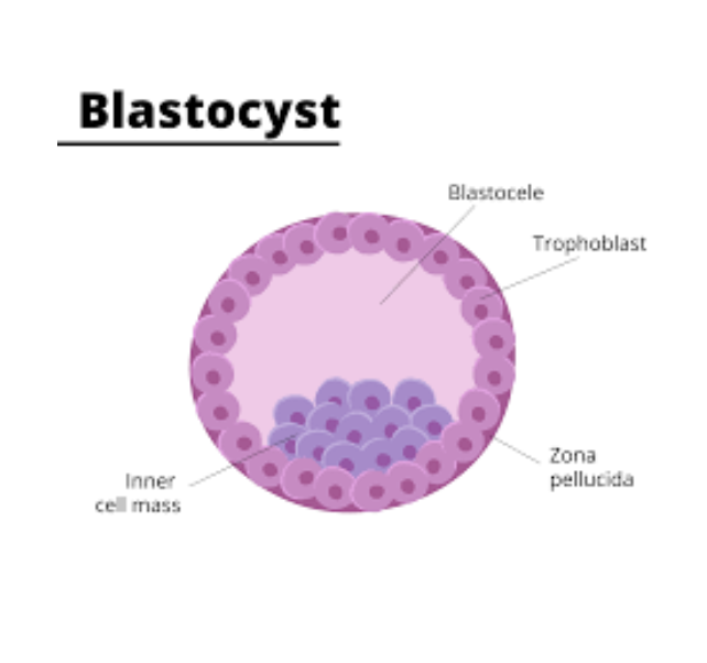 blastocyst blastocyst