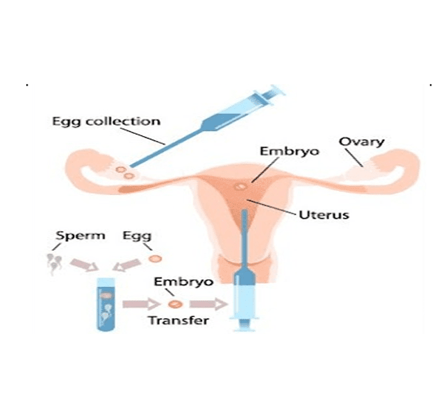 egg embryo egg embryo