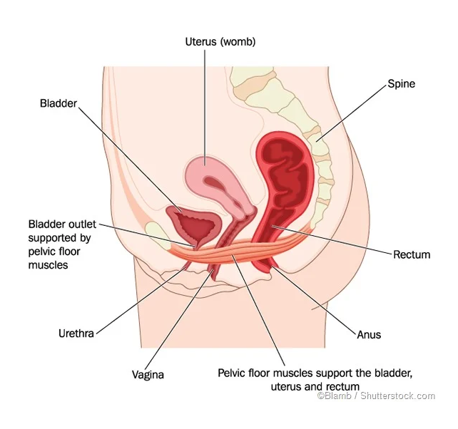 uterus uterus